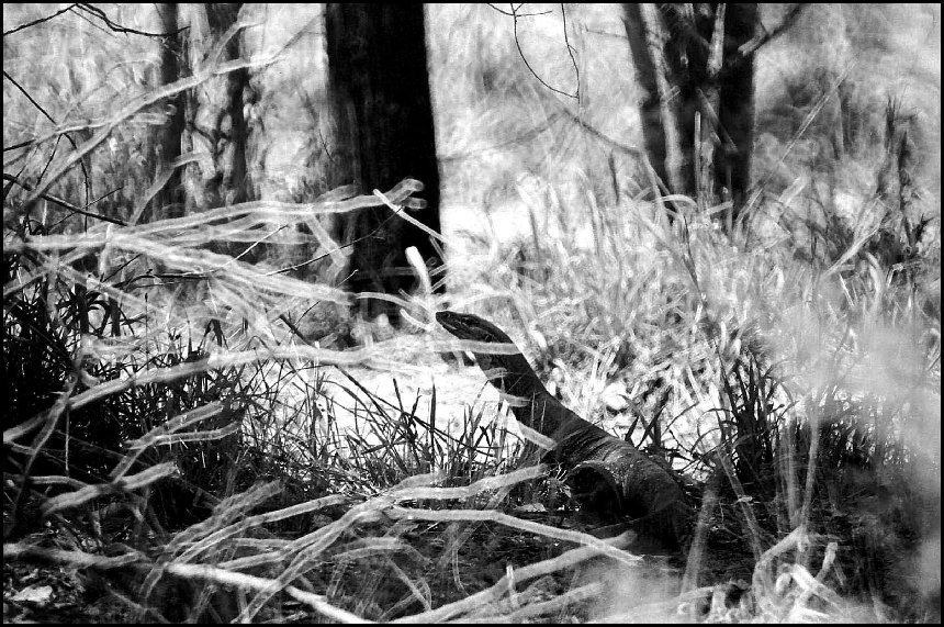 Goanna, West of Roma Queensland 1988