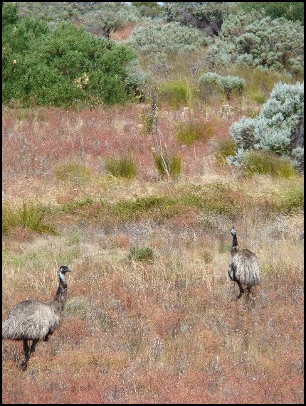 Emus, Coorong, South Australia - 2008