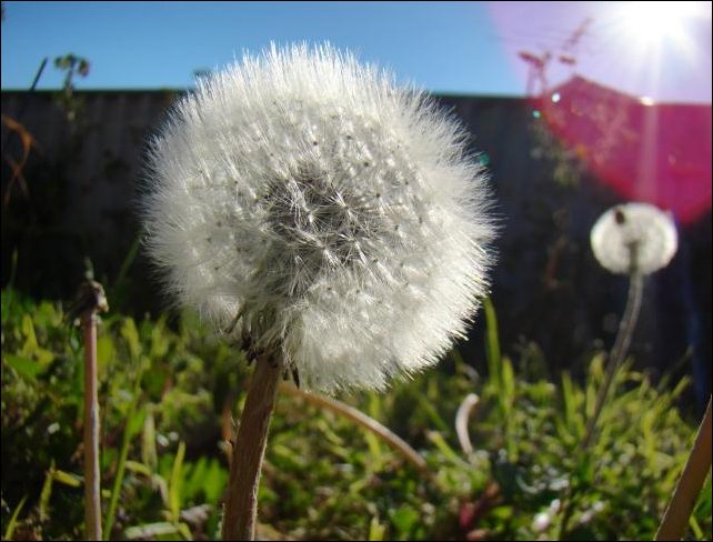 Dandelion in my back garden Macro setting on Sony H50 ISO 200