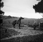 My grandfather Amos Chaplin Gilles Plains Adelaide - 1960