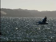 Pelican flying over the Coorong, South Australia - 2008