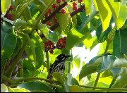 New Holland Honeyeater at Hallett Cove - 2008